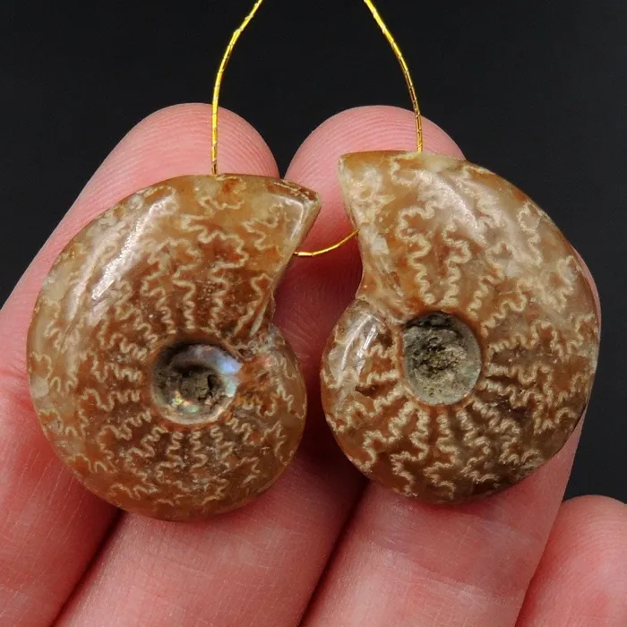 Intrinsic Trading Earrings Drilled Whole Small Ammonite Earring Pair Matched Full Baby Ammonite Fossil Cabochon Cab Pair Drilled Matched Earrings Bead Pair E3297 Intrinsic Trading Earrings Drilled Whole Small Ammonite Earring Pair Matched Full Baby Ammonite Fossil Cabochon Cab Pair Drilled Matched Earrings Bead Pair E3297